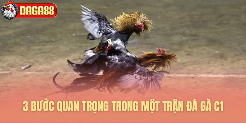 Ba bước then chốt tổ chức đá gà C1 Ba bước then chốt tổ chức đá gà C1