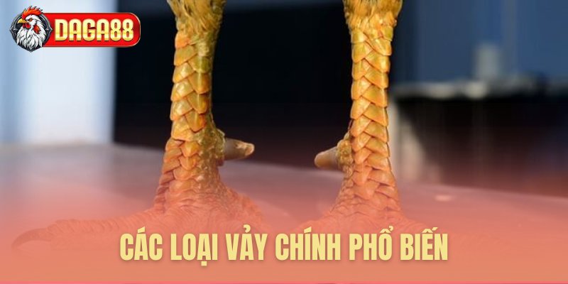 Các loại vảy chính phổ biến Các loại vảy chính phổ biến