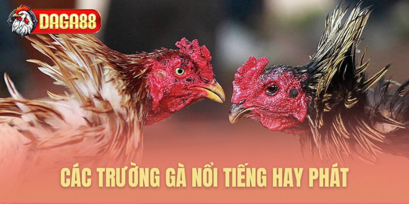 Các trường gà nổi tiếng hay phát Các trường gà nổi tiếng hay phát