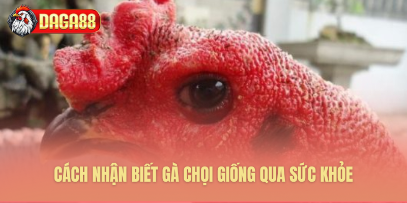 Tuyệt chiêu nhận diện gà chọi khỏe Tuyệt chiêu nhận diện gà chọi khỏe
