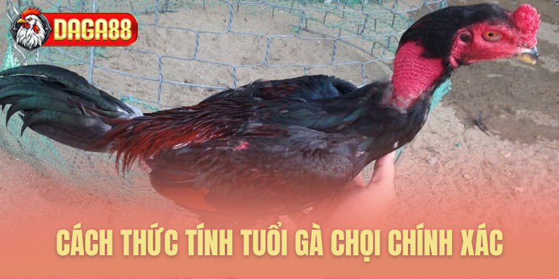 Các phương pháp nhận diện tuổi gà chọi hiệu quả Các phương pháp nhận diện tuổi gà chọi hiệu quả