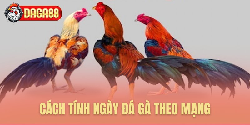 Tính ngày phù hợp căn cứ mạng gà Tính ngày phù hợp căn cứ mạng gà