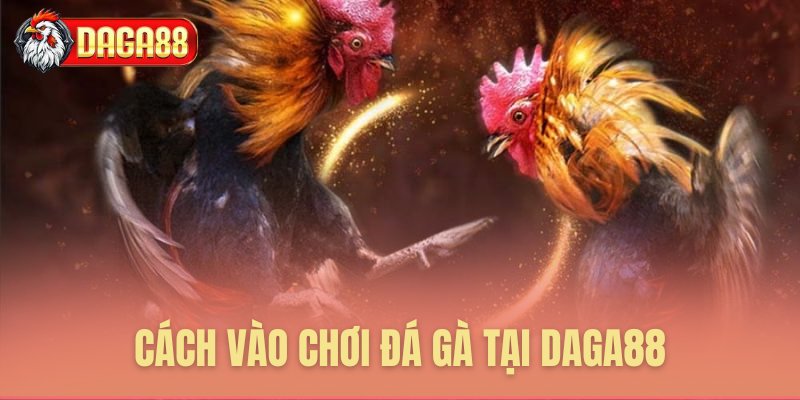 Hướng dẫn tham gia đá gà SV388 Daga88 Hướng dẫn tham gia đá gà SV388 Daga88