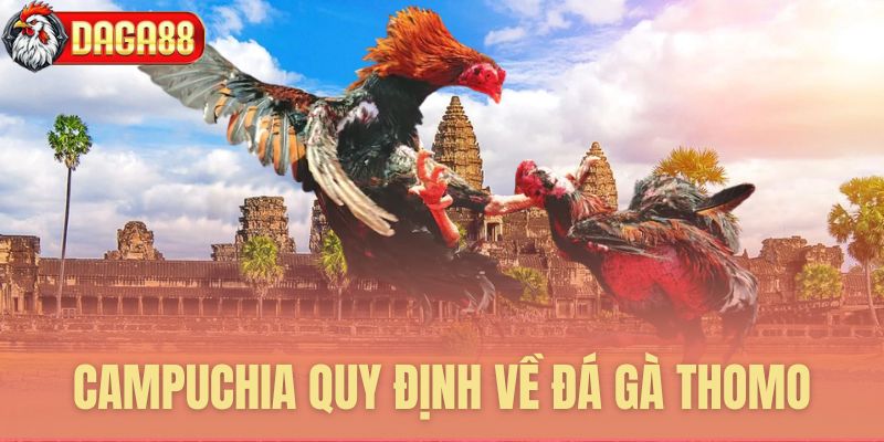 Quy định Campuchia về đá gà Thomo Quy định Campuchia về đá gà Thomo