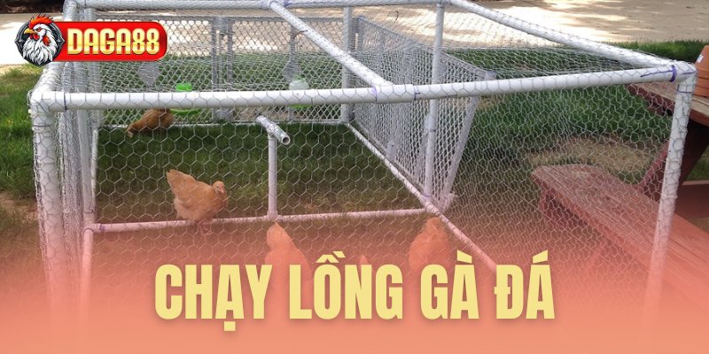 chạy lồng gà đá