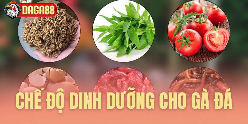 chế độ dinh dưỡng cho gà đá