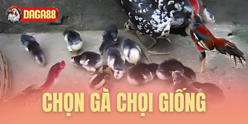 chọn gà chọi giống
