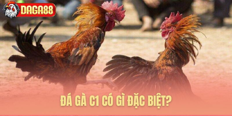 Khám phá nét đặc biệt của đá gà C1 Khám phá nét đặc biệt của đá gà C1