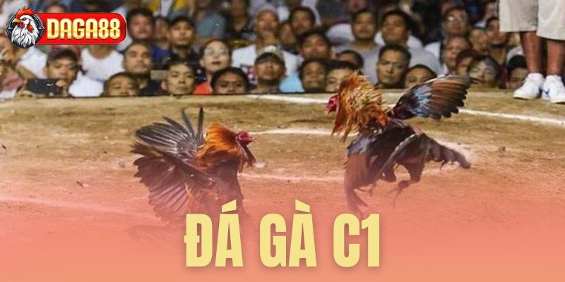 đá gà c1