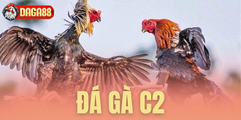 Đá gà c2