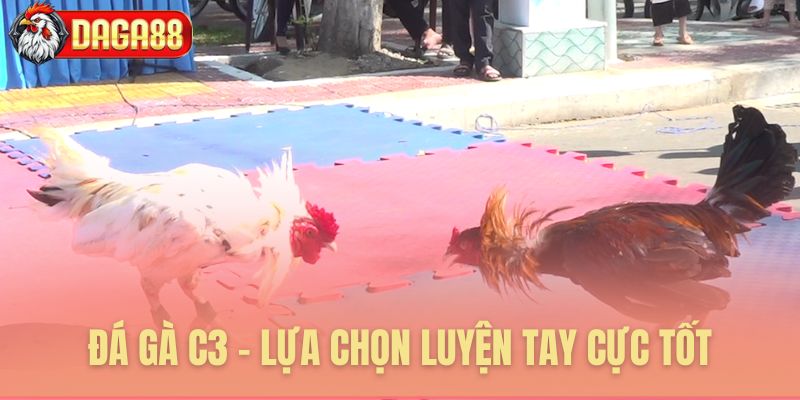 Đá gà C3 sàn đấu tuyệt vời cho người mới Đá gà C3 sàn đấu tuyệt vời cho người mới