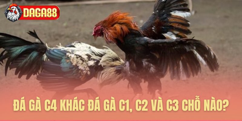 Phân biệt đá gà C4 và các hạng Phân biệt đá gà C4 và các hạng