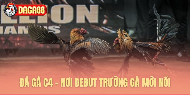 Đá gà C4 sàn đấu tân binh nổi bật Đá gà C4 sàn đấu tân binh nổi bật