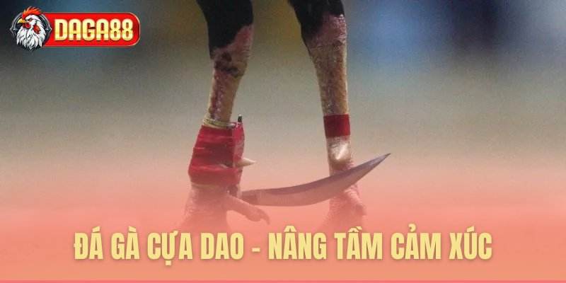 Đá gà cựa dao - nâng tầm cảm xúc Đá gà cựa dao - nâng tầm cảm xúc