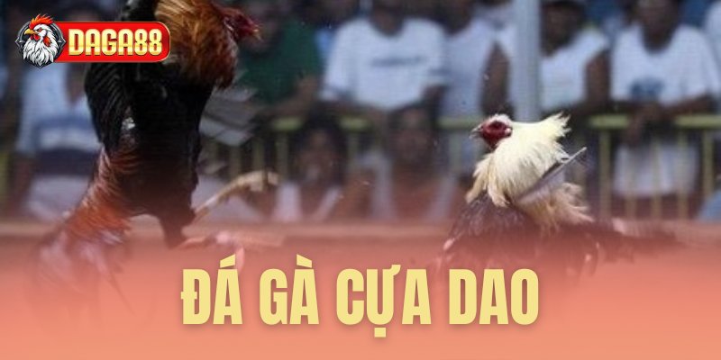 Đá gà cựa dao