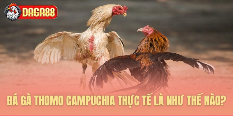 Giải thích bản chất đá gà Thomo Giải thích bản chất đá gà Thomo