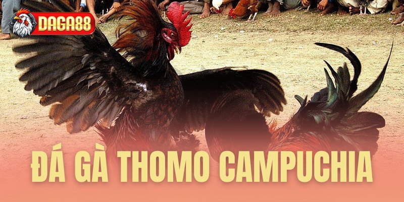 đá gà thomo campuchia