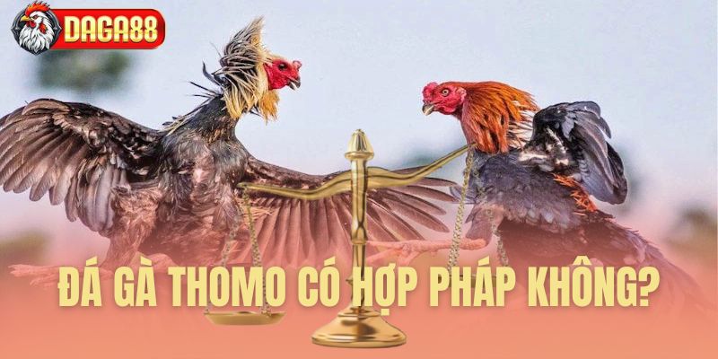 đá gà thomo có hợp pháp không