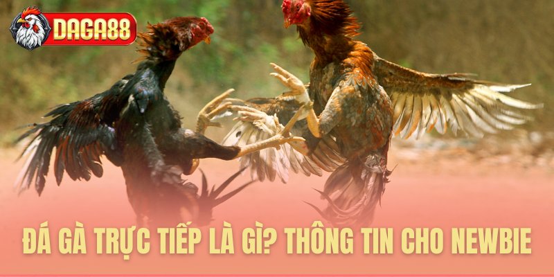 Đá gà trực tiếp là gì? Thông tin cho Newbie Đá gà trực tiếp là gì? Thông tin cho Newbie