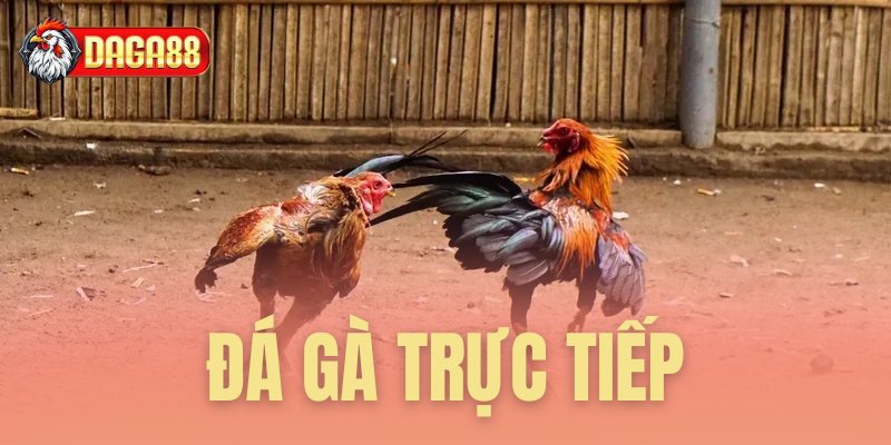 Đá gà trực tiếp
