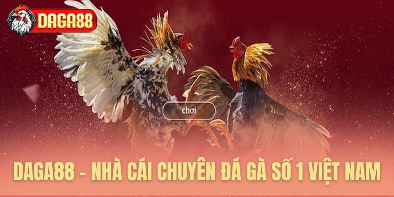 Daga88 - Nhà cái chuyên đá gà số 1 Việt Nam 