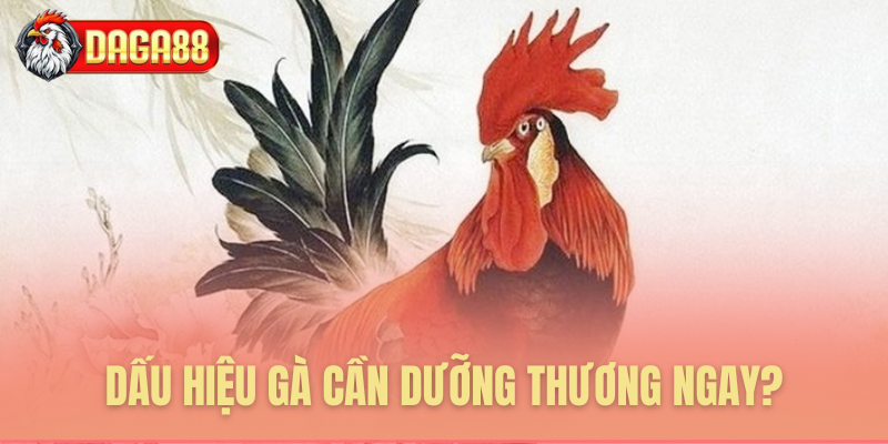 Nhận diện dấu hiệu gà cần chăm sóc Nhận diện dấu hiệu gà cần chăm sóc