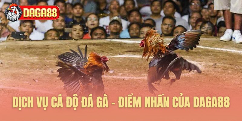 Dịch vụ cá độ đá gà - Điểm nhấn của Daga88
