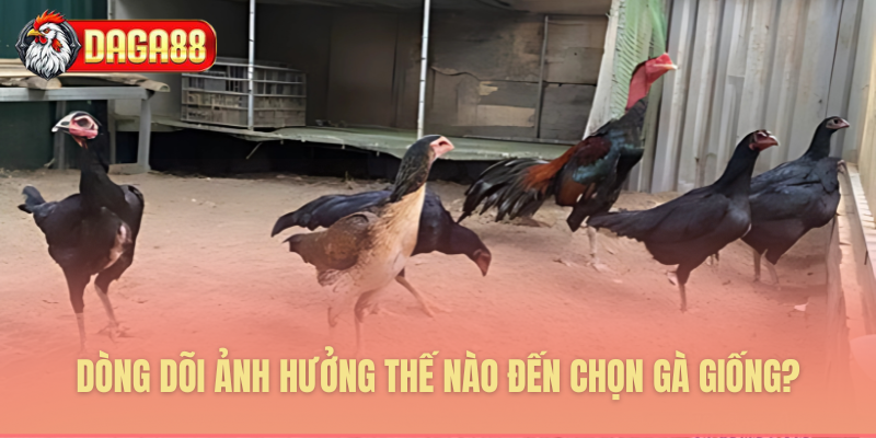 Giải mã bí ẩn huyết thống gà Giải mã bí ẩn huyết thống gà