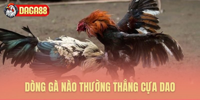 Dòng gà nào thường thắng cựa dao Dòng gà nào thường thắng cựa dao