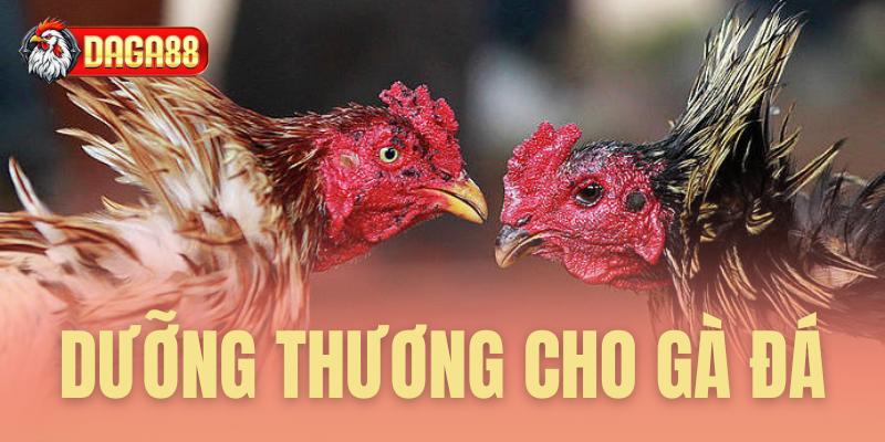 dưỡng thương cho gà đá