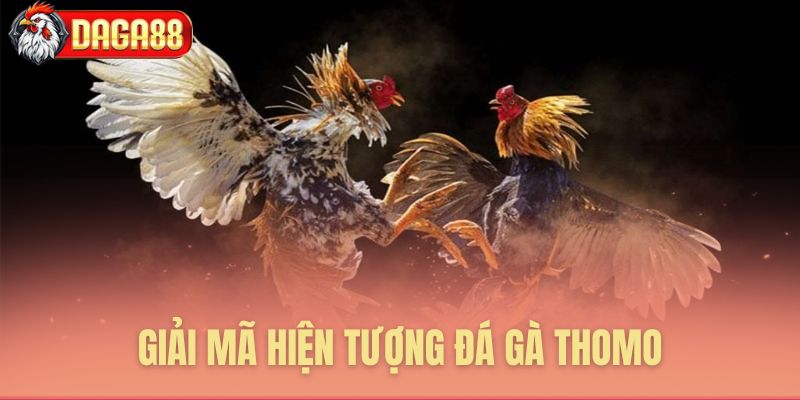 Giải mã sức hút hiện tượng đá gà Thomo Giải mã sức hút hiện tượng đá gà Thomo