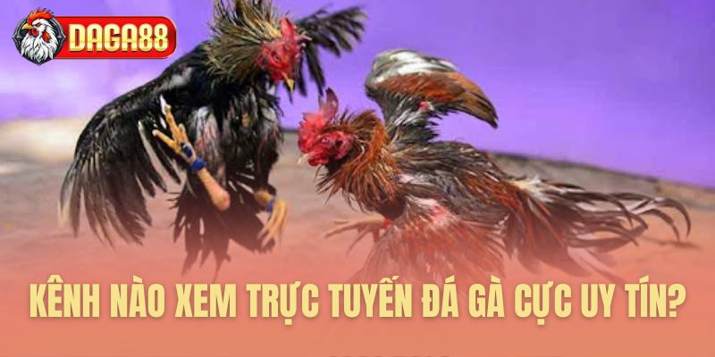 Kênh nào xem trực tuyến đá gà cực uy tín? Kênh nào xem trực tuyến đá gà cực uy tín?