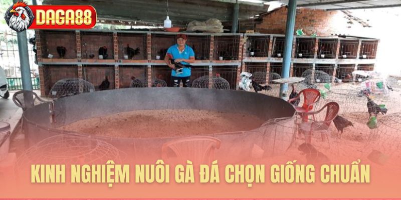 Kinh nghiệm chọn giống gà đá siêu chuẩn