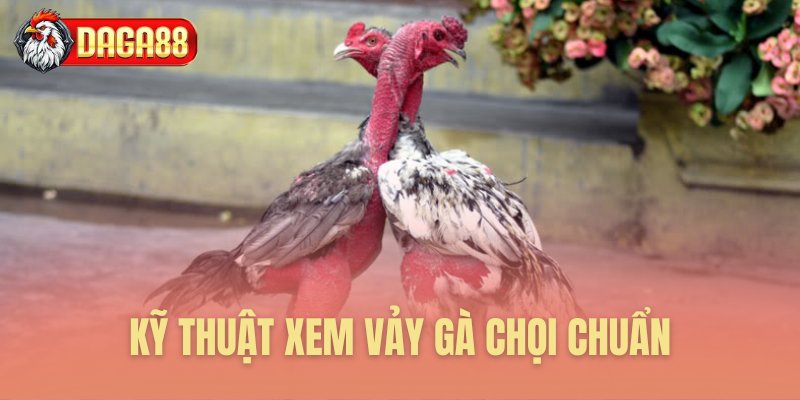 Kỹ thuật xem vảy gà chọi chuẩn Kỹ thuật xem vảy gà chọi chuẩn