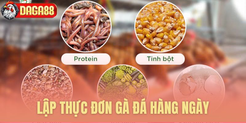 Xây dựng thực đơn hàng ngày cho gà đá Xây dựng thực đơn hàng ngày cho gà đá