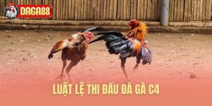 Luật thi đấu đá gà C4 chi tiết Luật thi đấu đá gà C4 chi tiết
