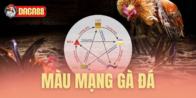màu mạng gà đá