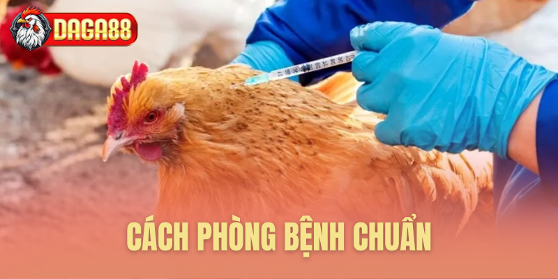 Phương pháp phòng bệnh gà chiến hiệu quả Phương pháp phòng bệnh gà chiến hiệu quả