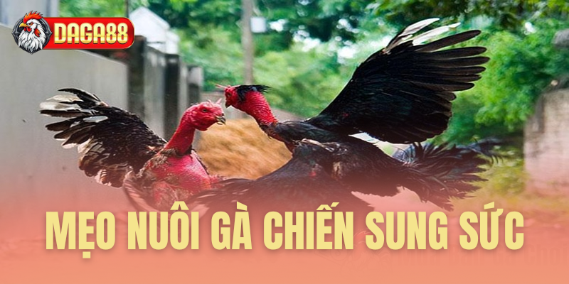 mẹo nuôi gà chiến sung sức