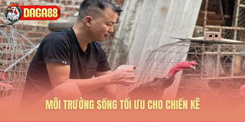 Môi trường sống lý tưởng cho chiến kê Môi trường sống lý tưởng cho chiến kê