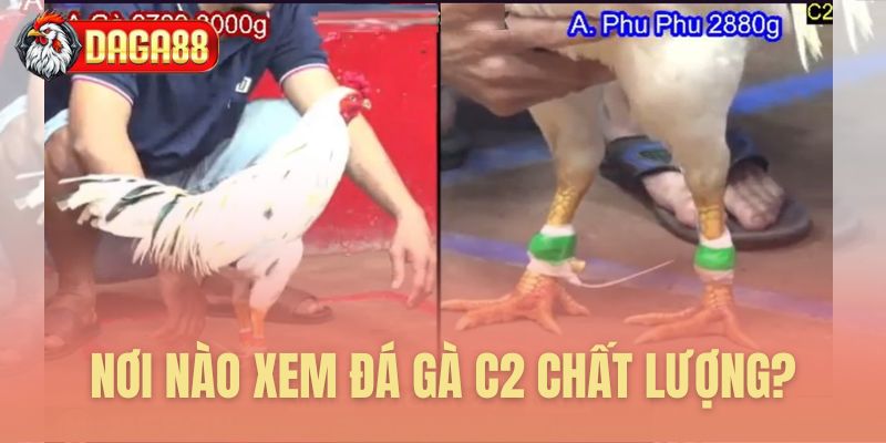 Địa chỉ xem đá gà C2 chất lượng cao Địa chỉ xem đá gà C2 chất lượng cao