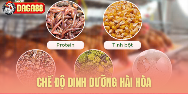 Chế độ dinh dưỡng cho gà cường tráng Chế độ dinh dưỡng cho gà cường tráng