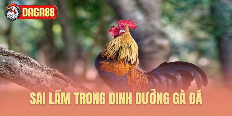 Những sai lầm cần tránh nuôi gà đá Những sai lầm cần tránh nuôi gà đá