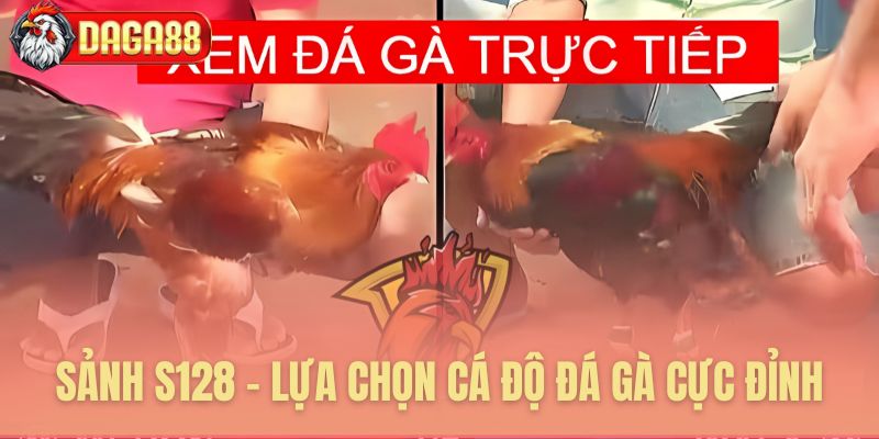 Sảnh S128 lựa chọn cá độ đá gà tuyệt đỉnh Sảnh S128 lựa chọn cá độ đá gà tuyệt đỉnh