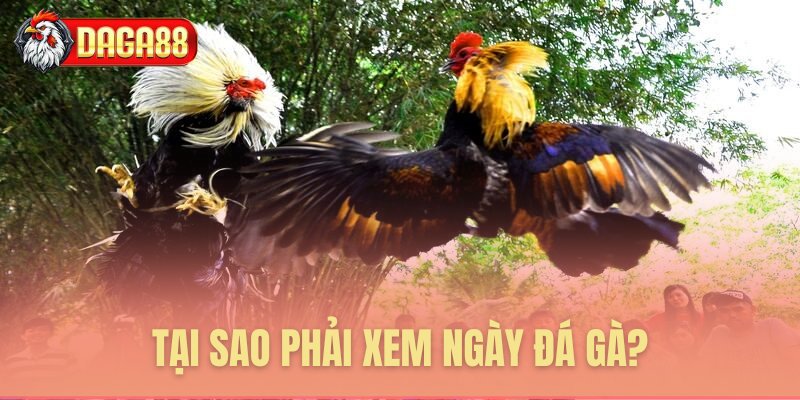 Tầm quan trọng việc chọn ngày đá gà Tầm quan trọng việc chọn ngày đá gà