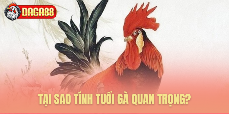 Tầm quan trọng cốt lõi của kỹ thuật tính tuổi gà Tầm quan trọng cốt lõi của kỹ thuật tính tuổi gà
