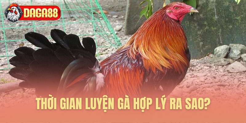 Thời gian luyện gà chạy lồng phù hợp Thời gian luyện gà chạy lồng phù hợp