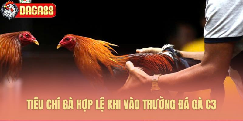 Tiêu chí gà chuẩn tham gia đá gà C3 Tiêu chí gà chuẩn tham gia đá gà C3