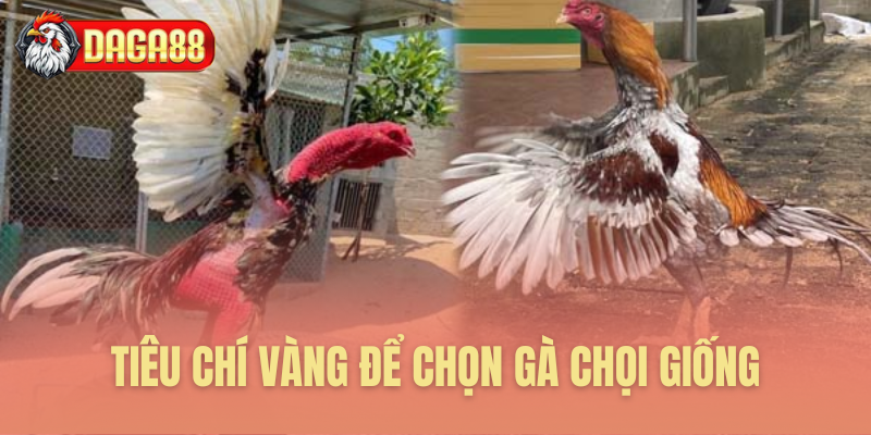 Nguyên tắc vàng tuyển chọn gà giống Nguyên tắc vàng tuyển chọn gà giống