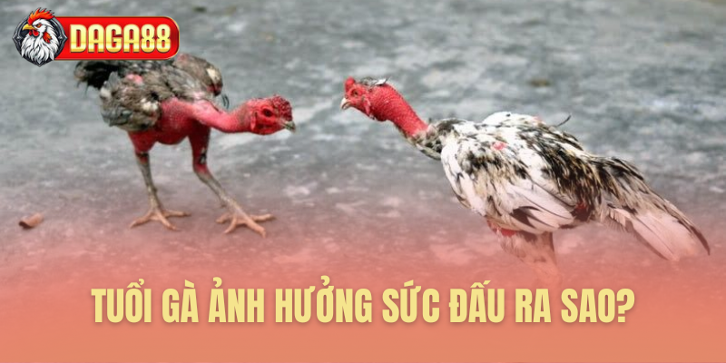 Mối liên hệ mật thiết tuổi tác và sức chiến đấu Mối liên hệ mật thiết tuổi tác và sức chiến đấu
